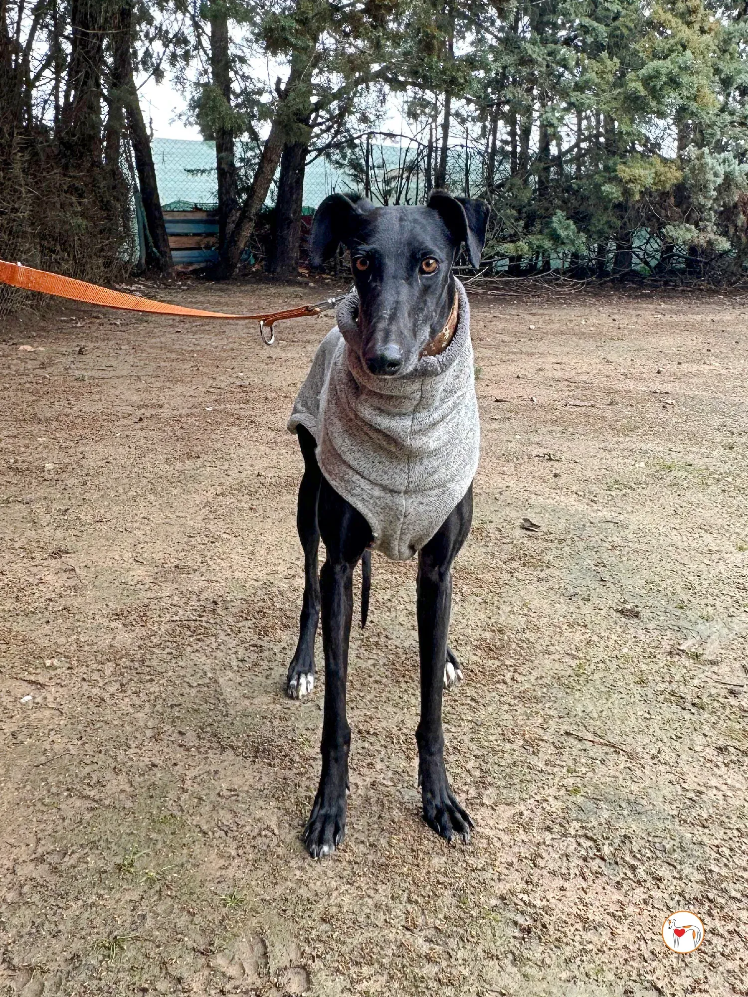 glenda galgo adozione 07