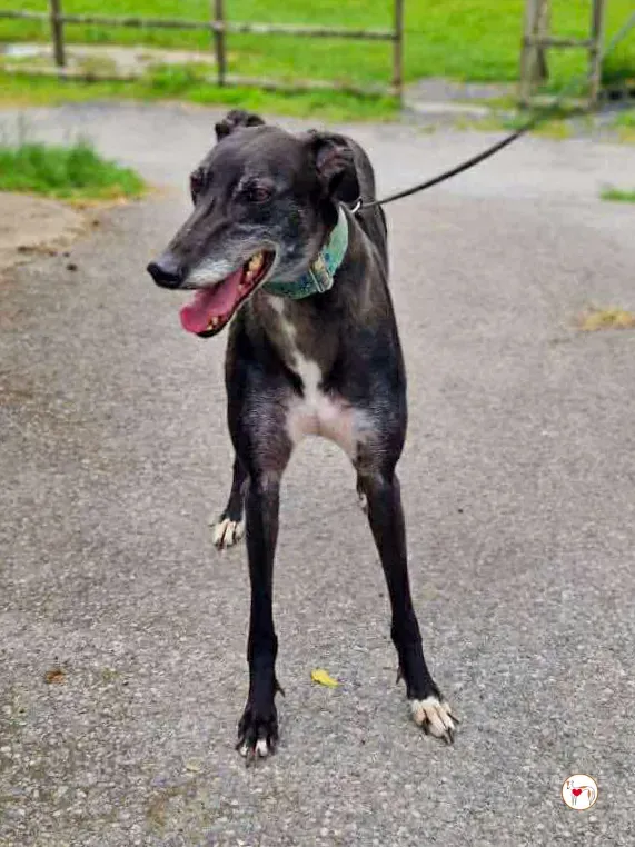 glimmer grey adozione 01