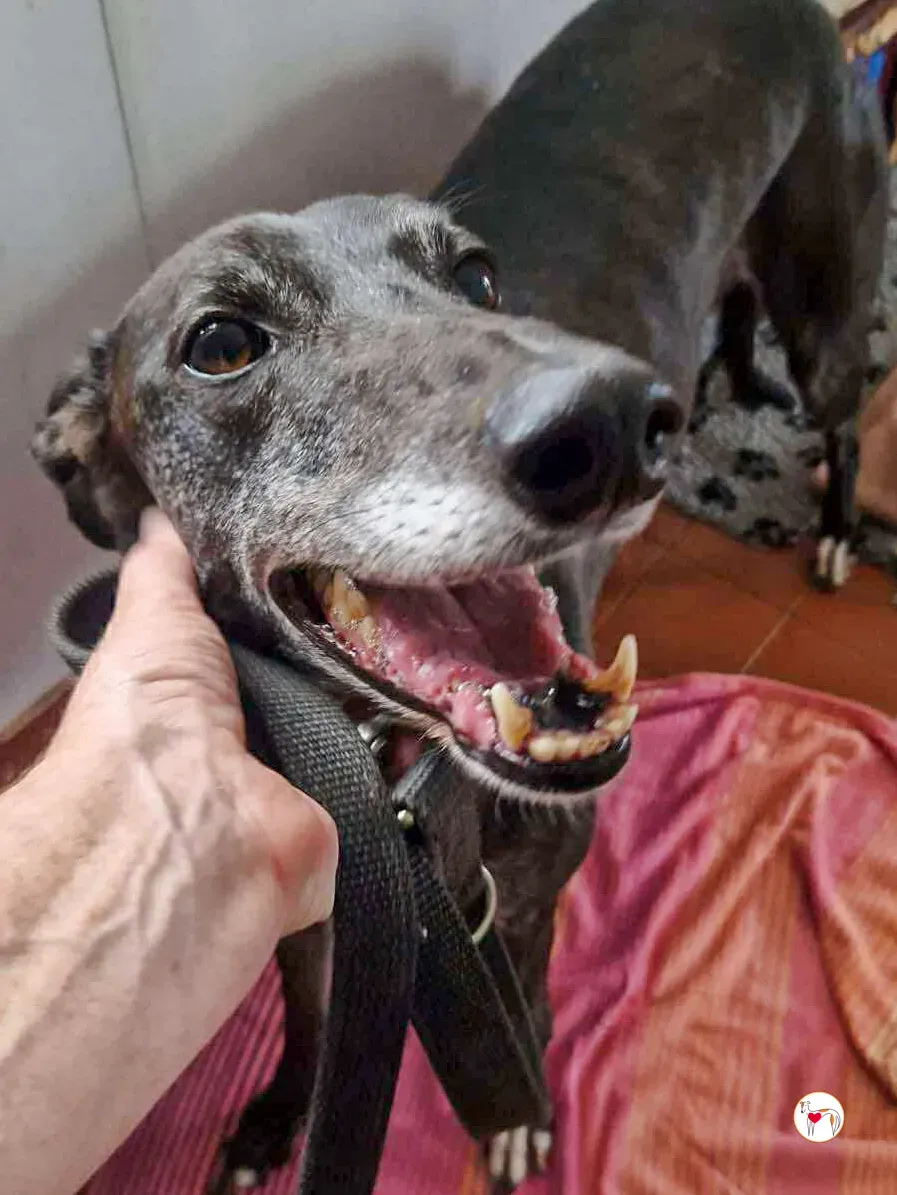 glimmer grey adozione 02