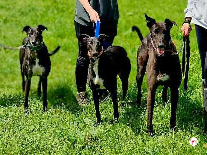 glimmer grey adozione 03