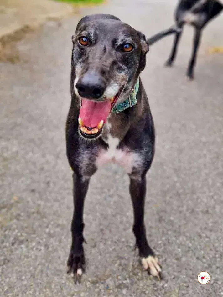 glimmer grey adozione 04