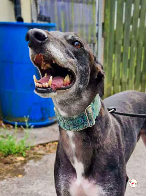 glimmer grey adozione 05