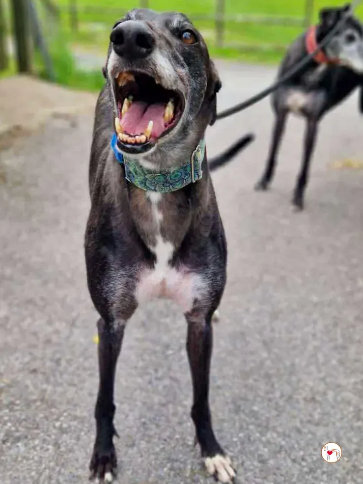 glimmer grey adozione 06