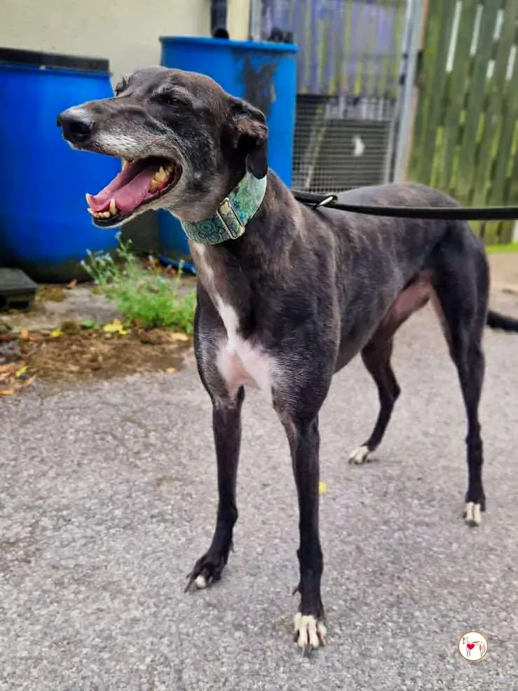 glimmer grey adozione 07