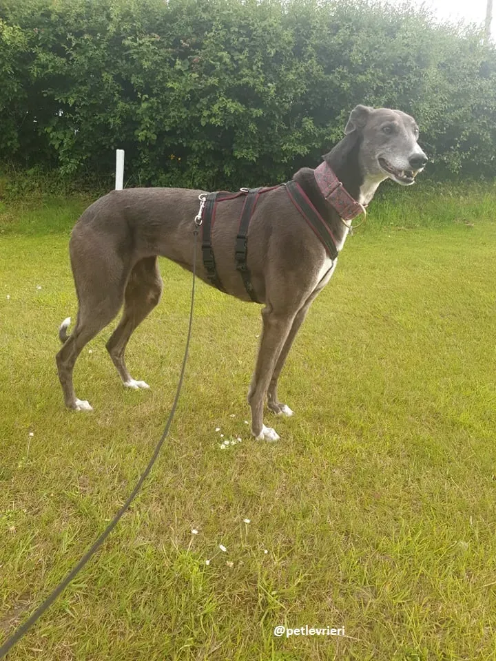 gloria adozione greyhound 1 1