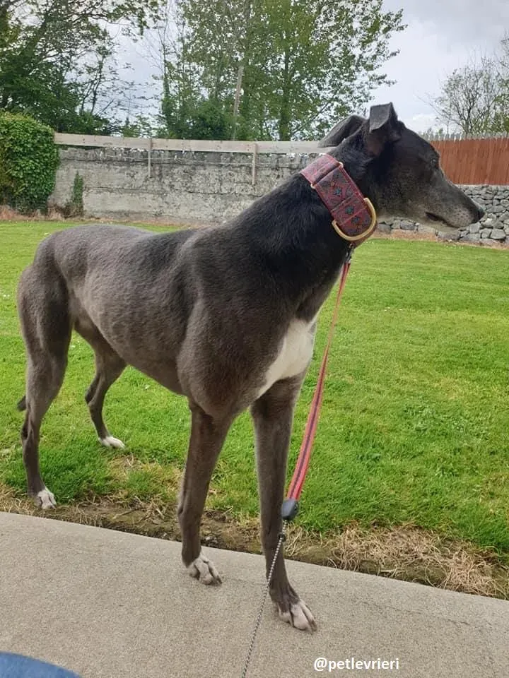 gloria adozione greyhound 1