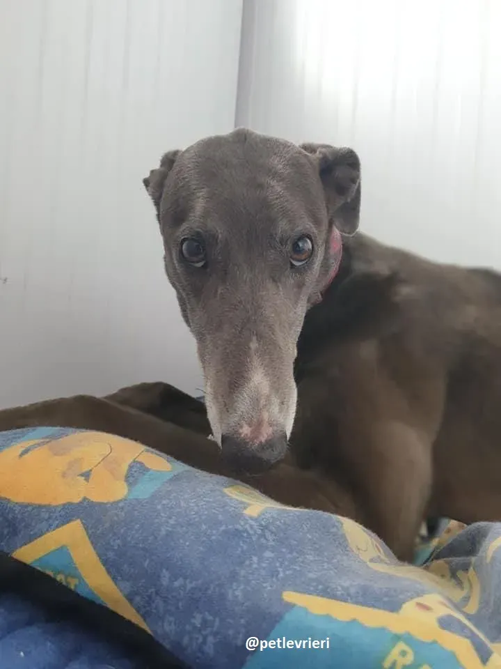 gloria adozione greyhound 10