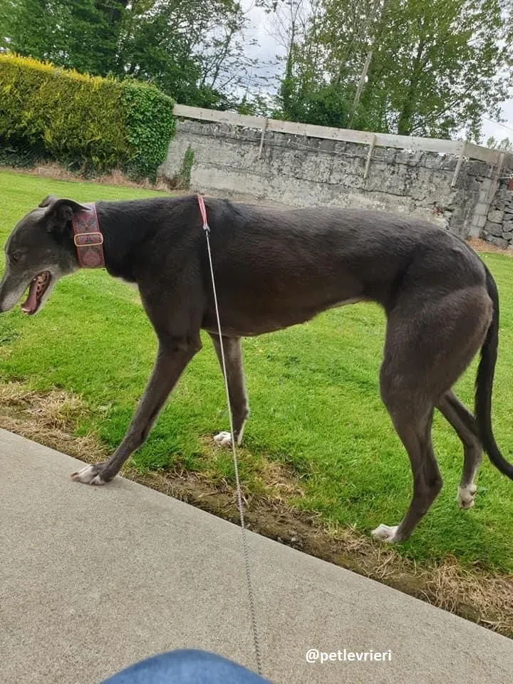 gloria adozione greyhound 11