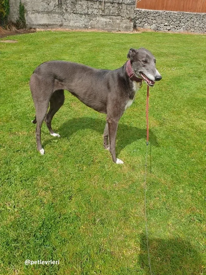 gloria adozione greyhound 12