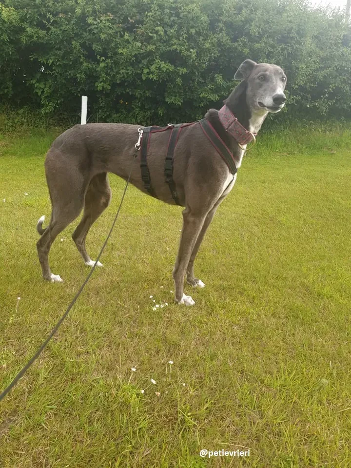 gloria adozione greyhound 14