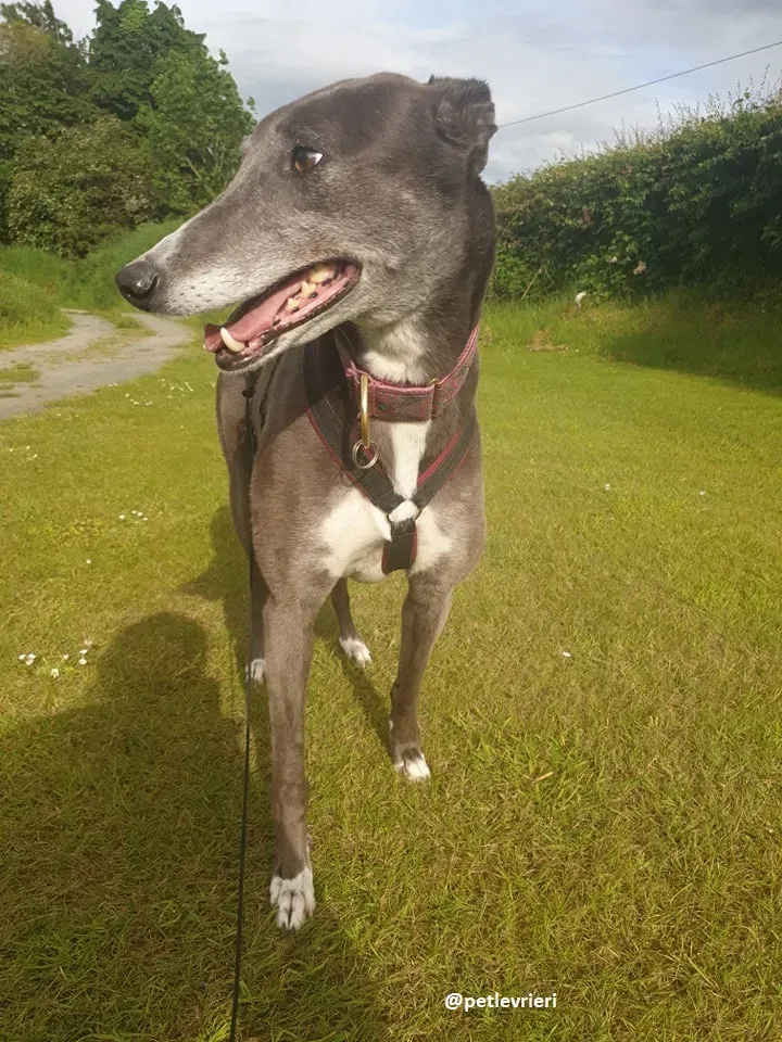 gloria adozione greyhound 2 1
