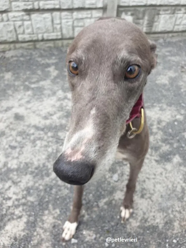 gloria adozione greyhound 2