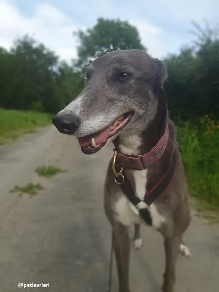gloria adozione greyhound 3 1