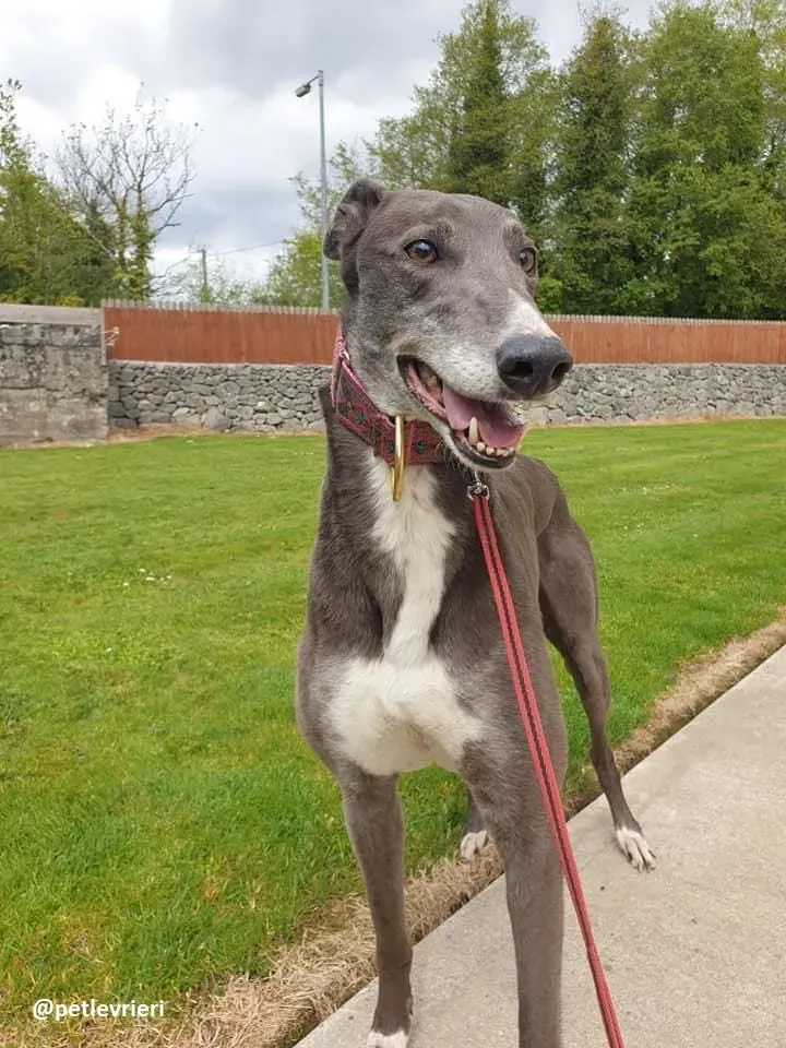 gloria adozione greyhound 3