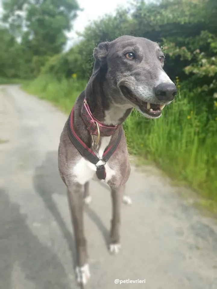 gloria adozione greyhound 4 1