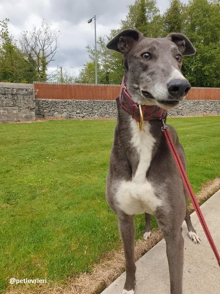 gloria adozione greyhound 4
