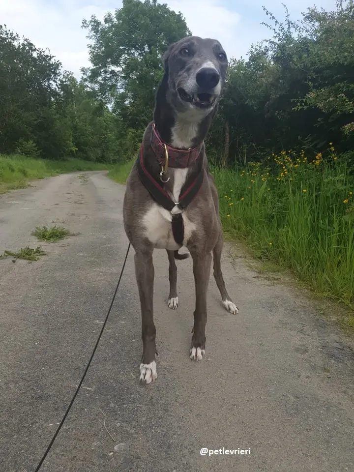gloria adozione greyhound 5 1