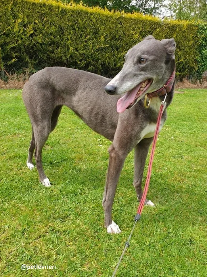 gloria adozione greyhound 5