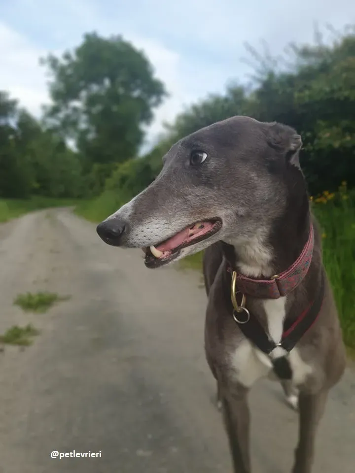 gloria adozione greyhound 6 1