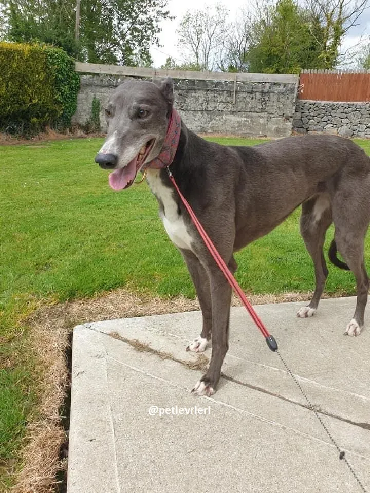 gloria adozione greyhound 6