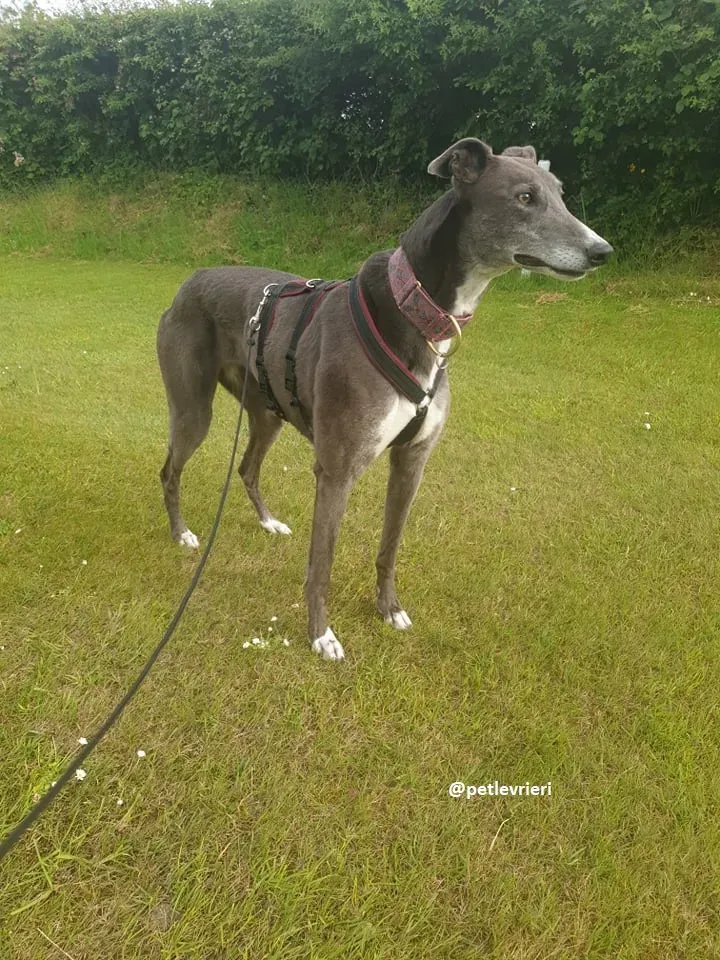 gloria adozione greyhound 7 1