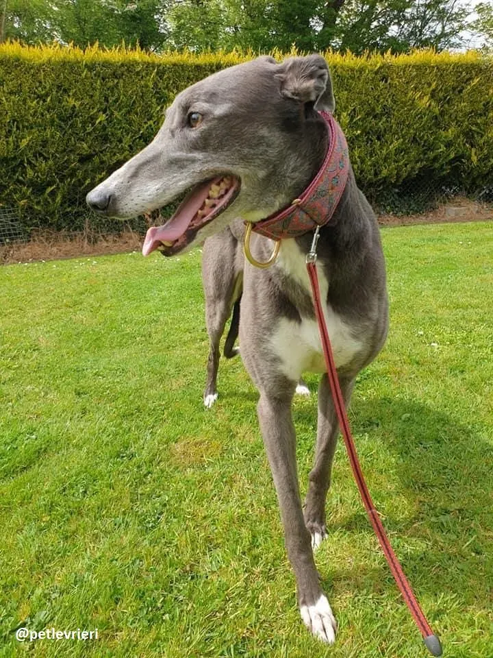 gloria adozione greyhound 7