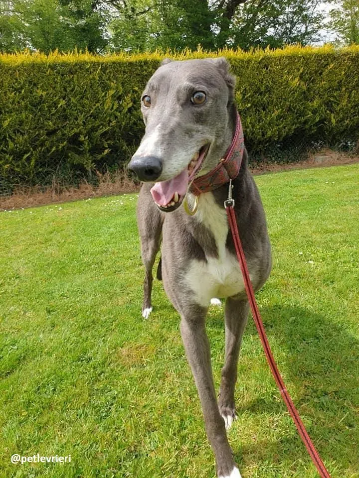 gloria adozione greyhound 8