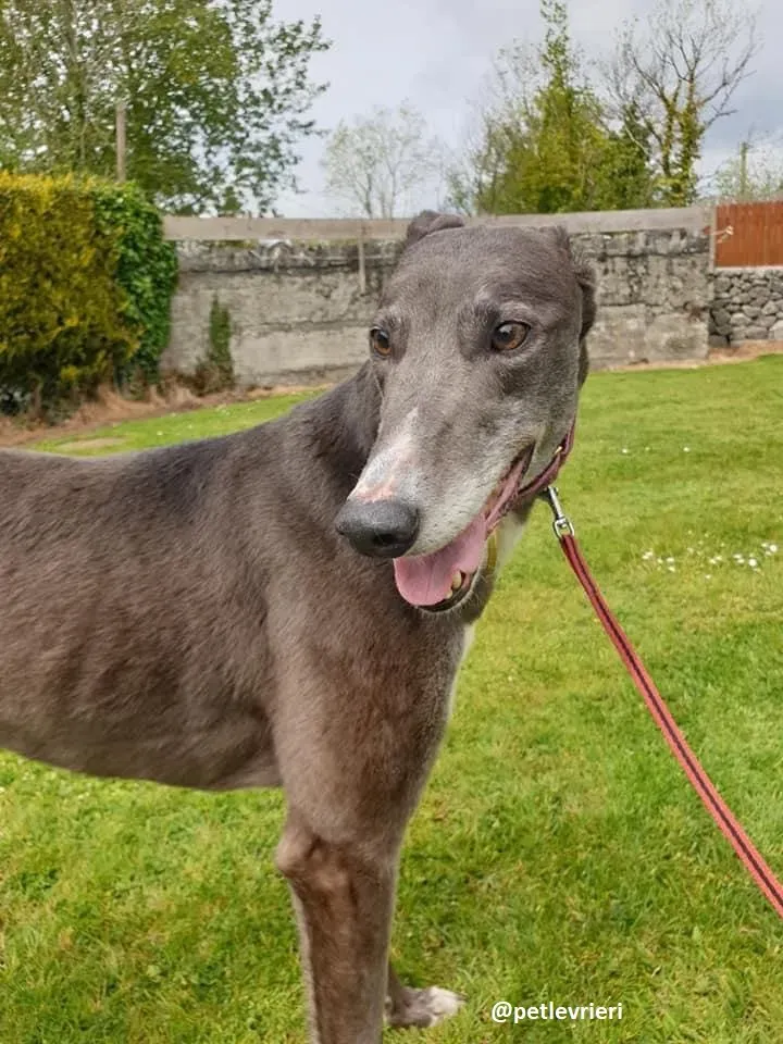 gloria adozione greyhound 9