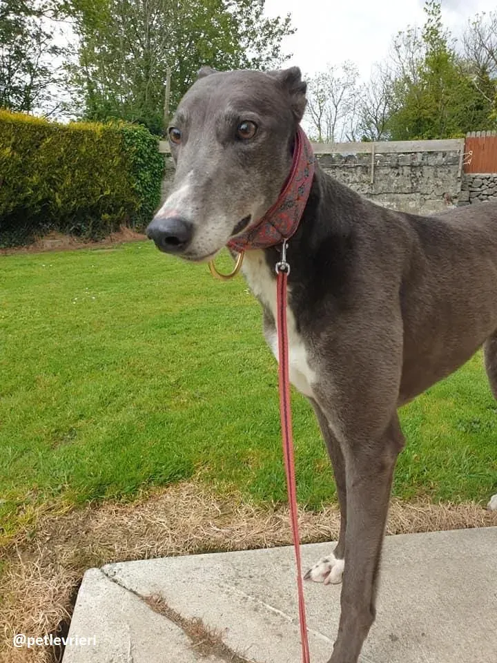 gloria adozione greyhound
