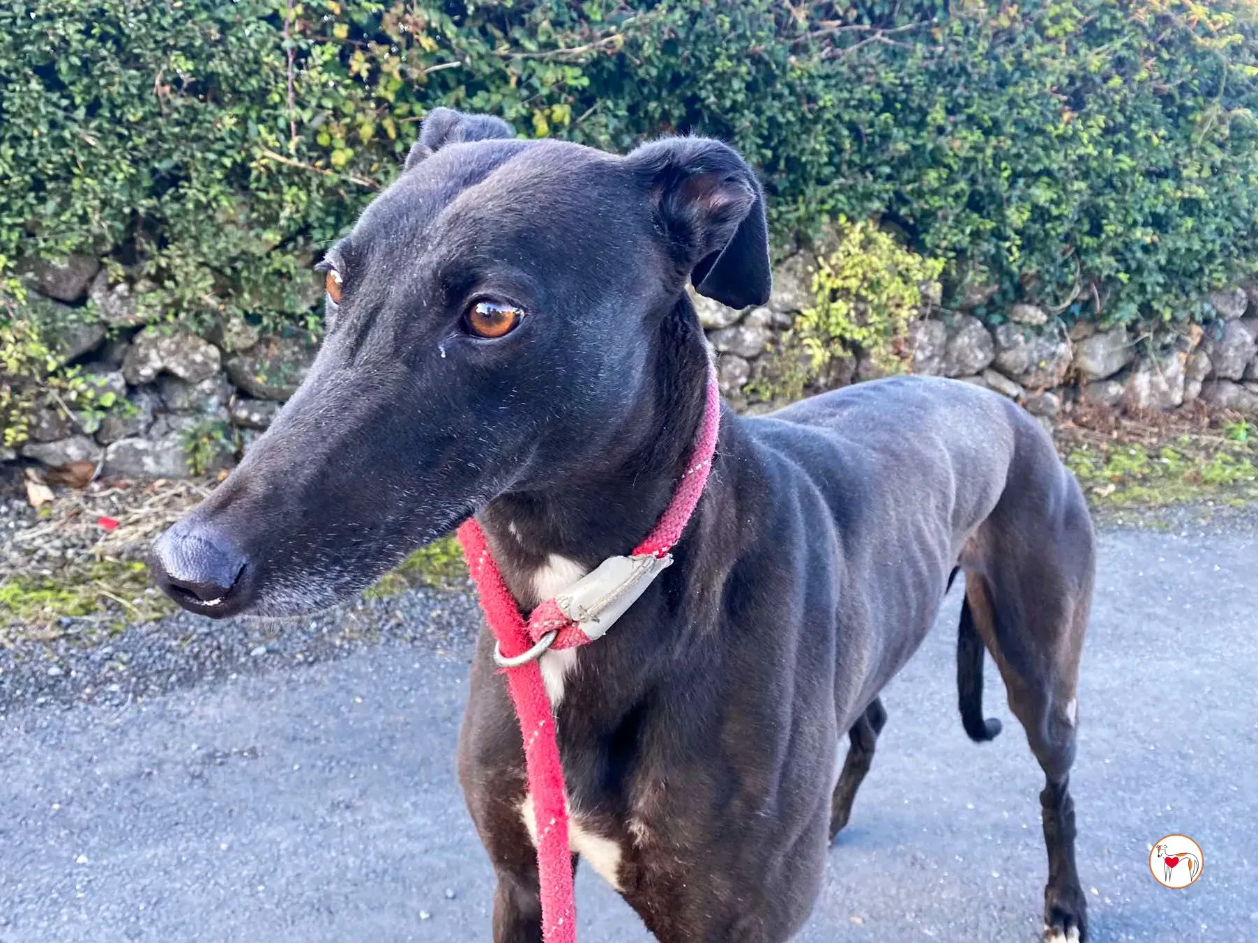 gloria grey adozione 01