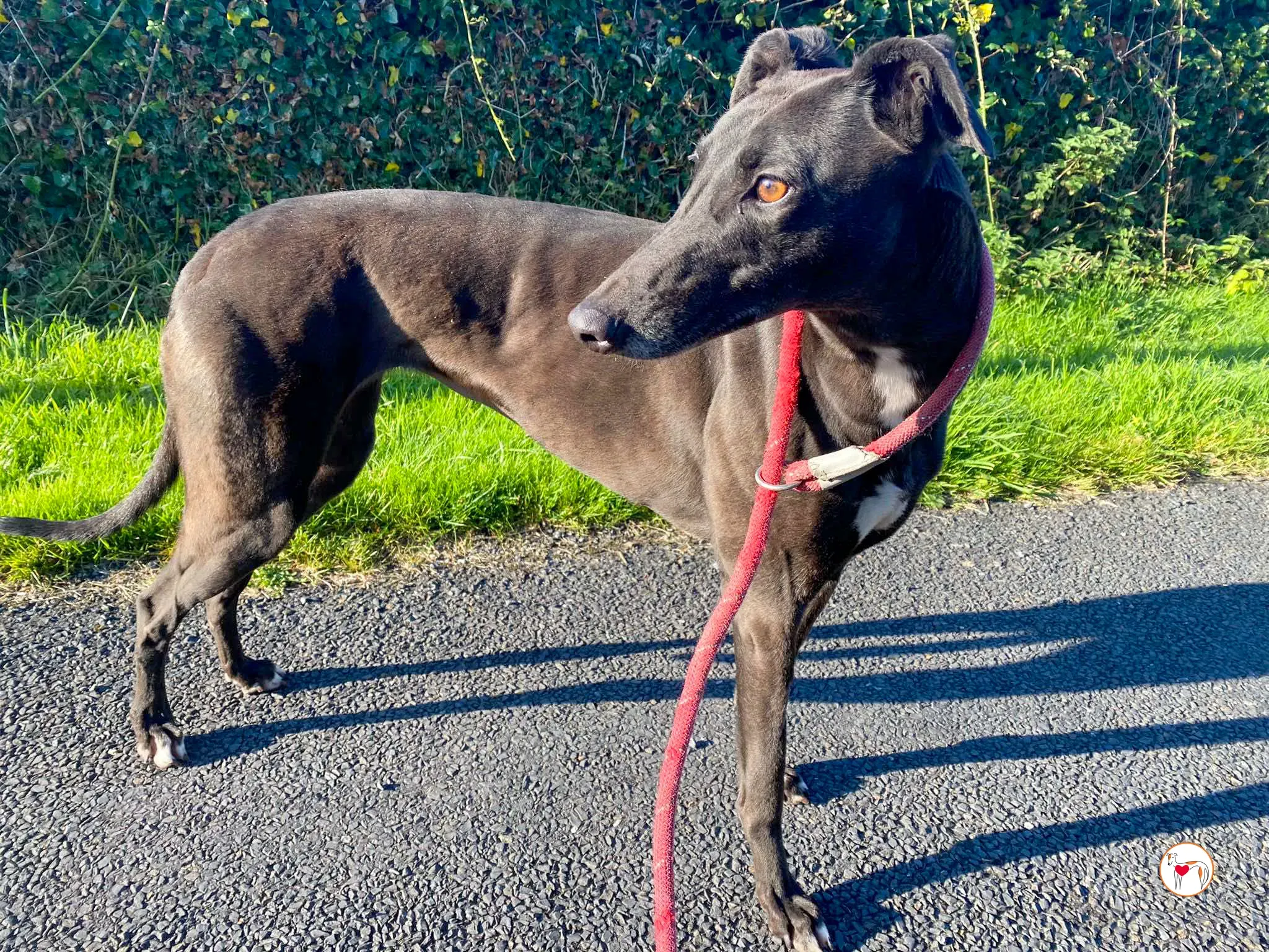 gloria grey adozione 02