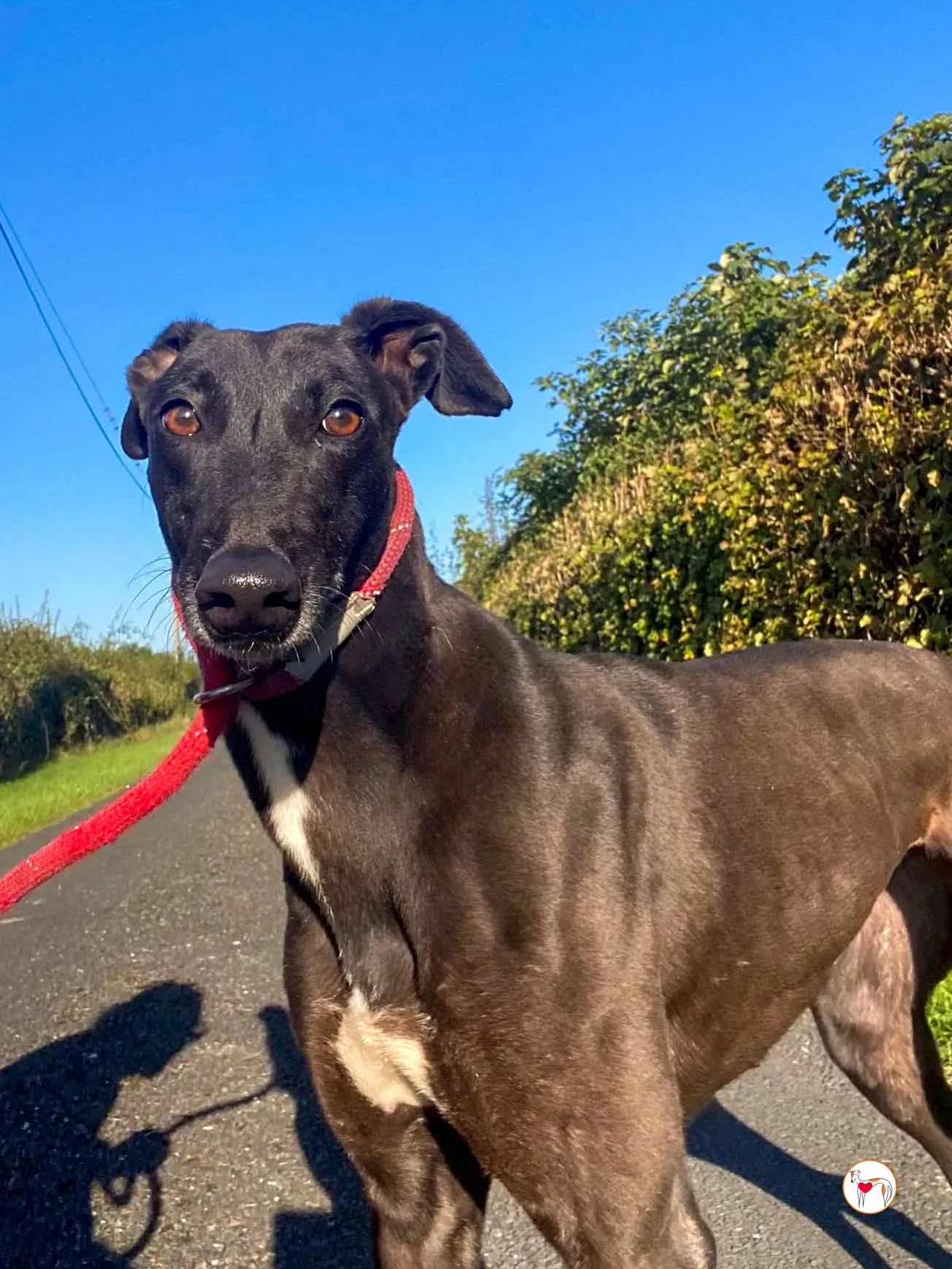 gloria grey adozione 03