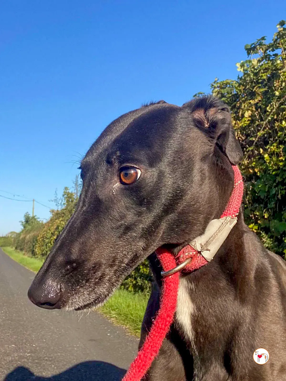 gloria grey adozione 04