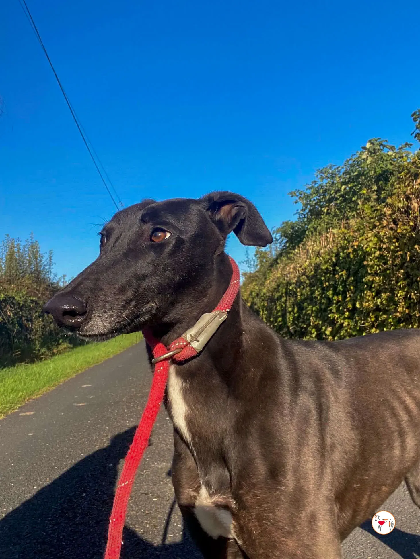 gloria grey adozione 05