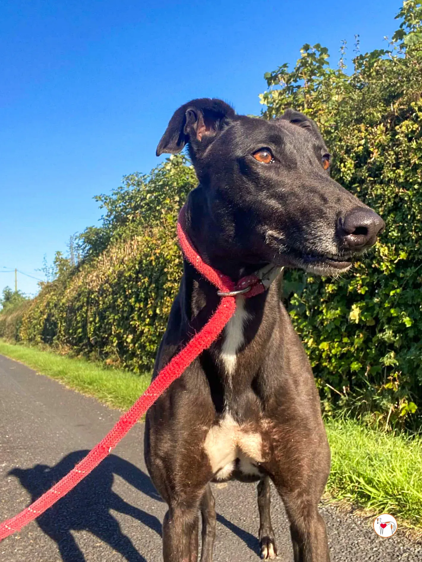 gloria grey adozione 06