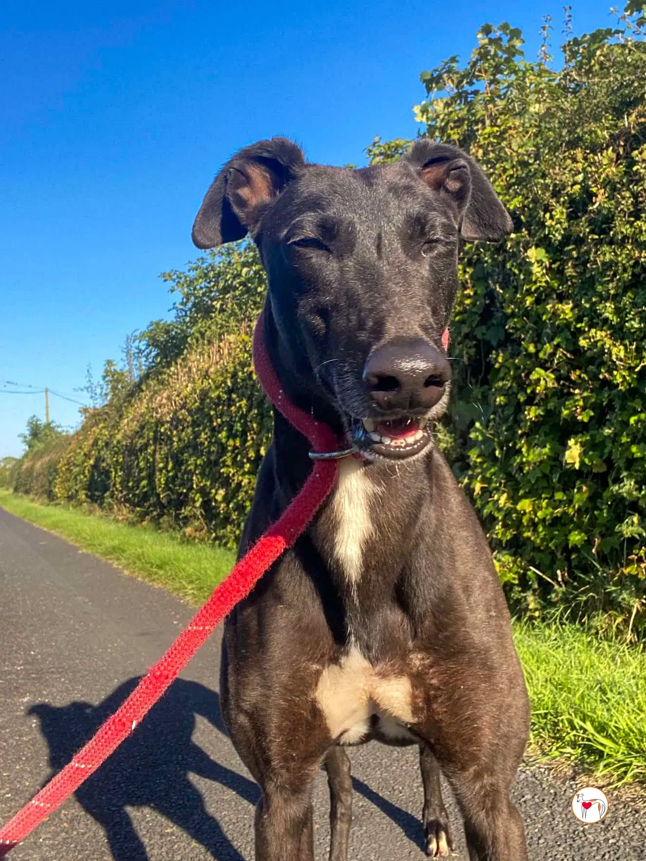 gloria grey adozione 07