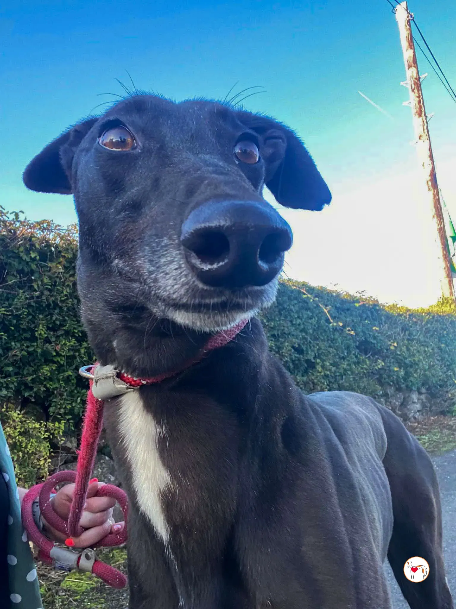 gloria grey adozione 08