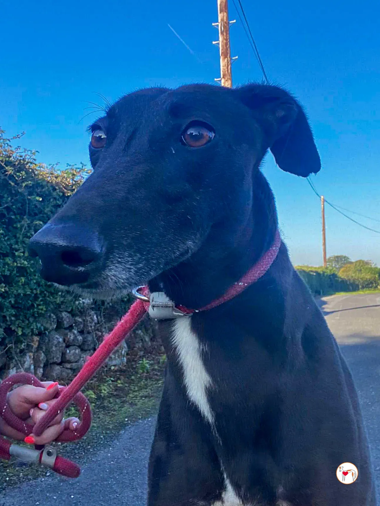 gloria grey adozione 09