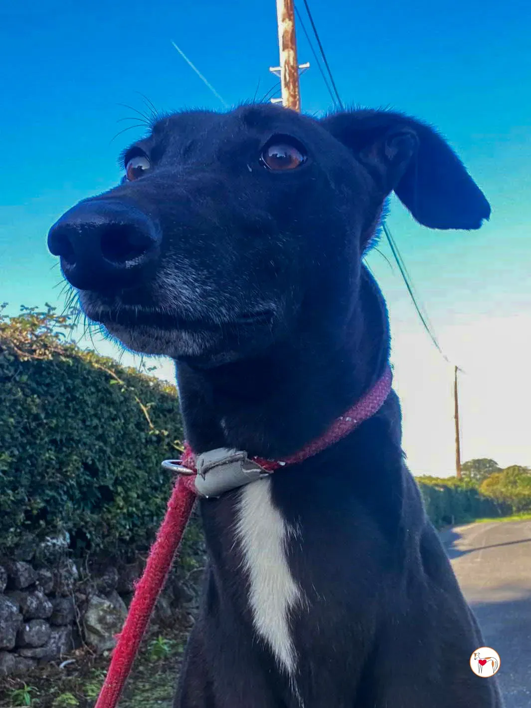 gloria grey adozione 10