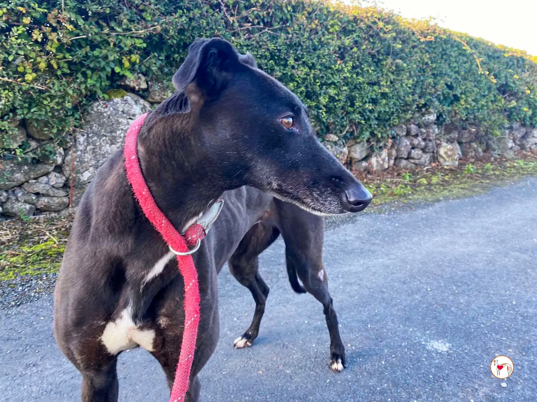 gloria grey adozione 11