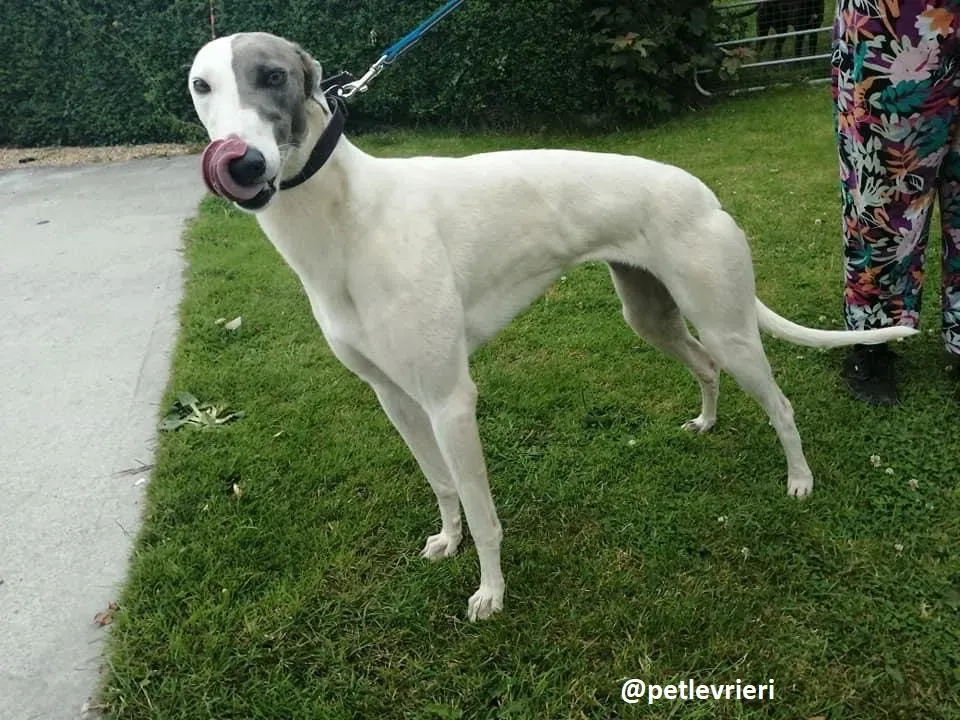 glory adozione greyhound 1