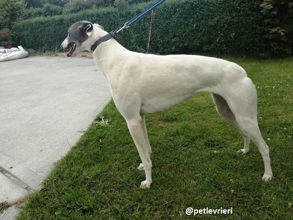 glory adozione greyhound 2