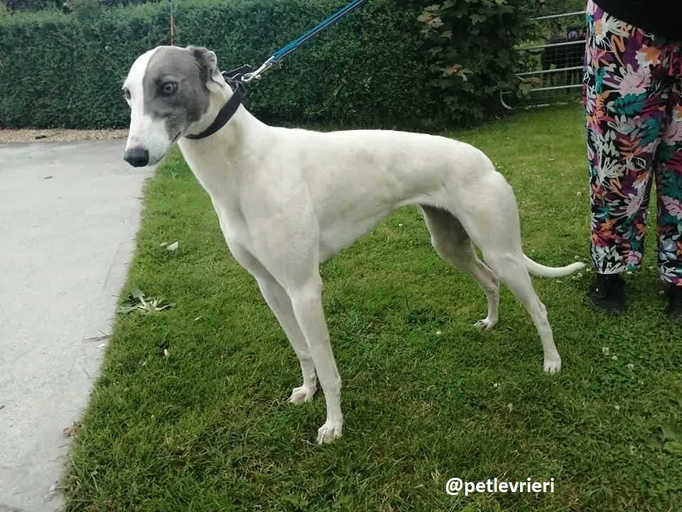 glory adozione greyhound 3