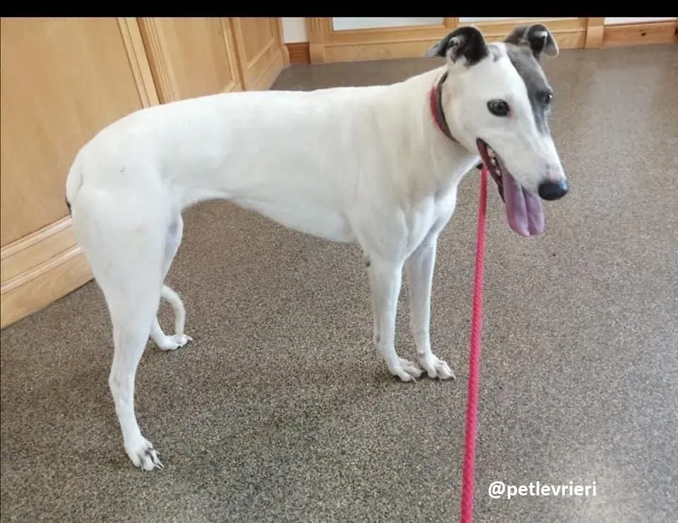 glory adozione greyhound