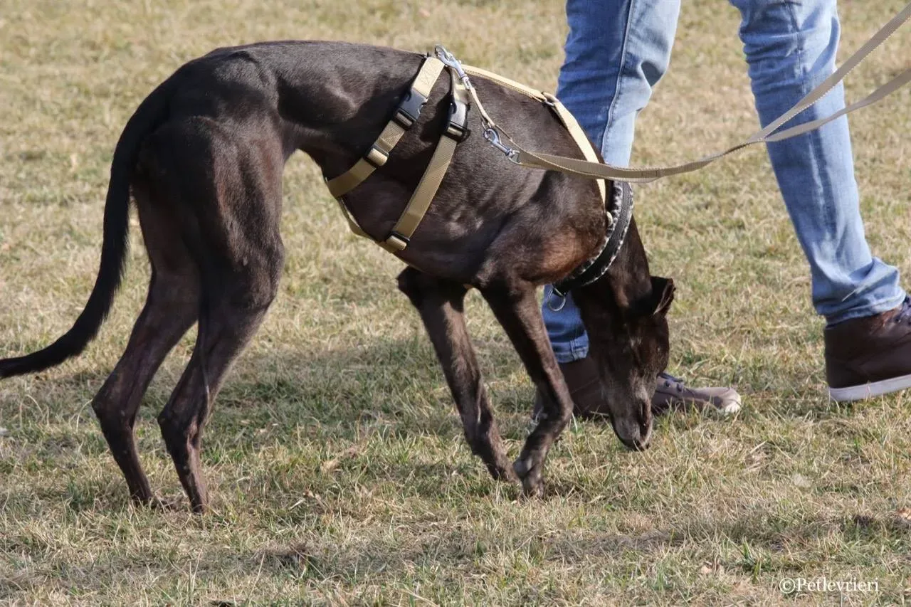 golden signify adozione greyhound macao 10