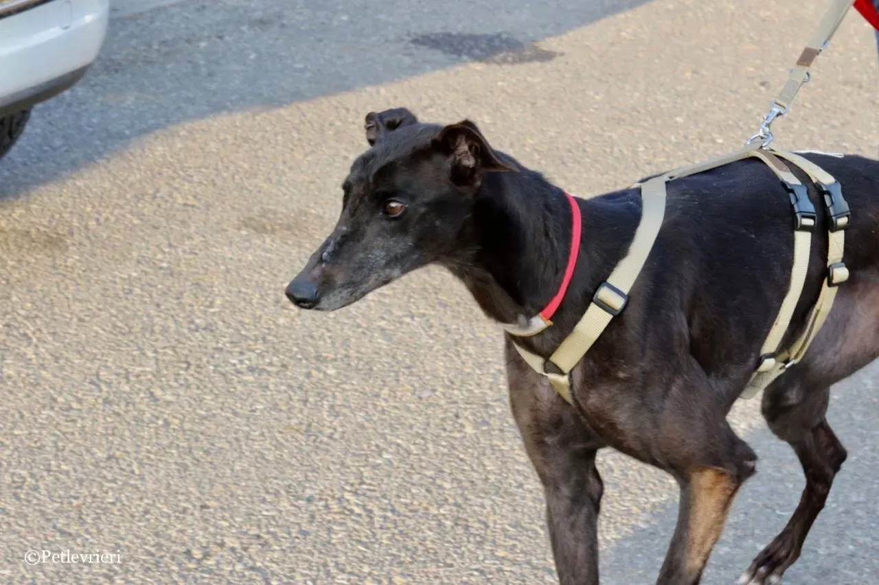 golden signify adozione greyhound macao 11