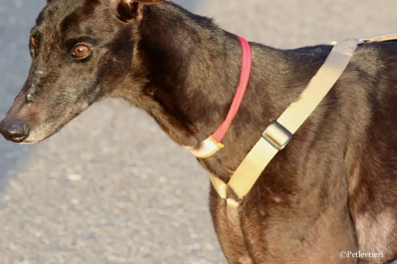 golden signify adozione greyhound macao 12