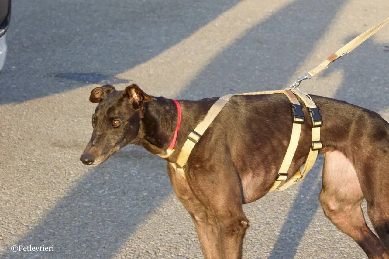 golden signify adozione greyhound macao 13