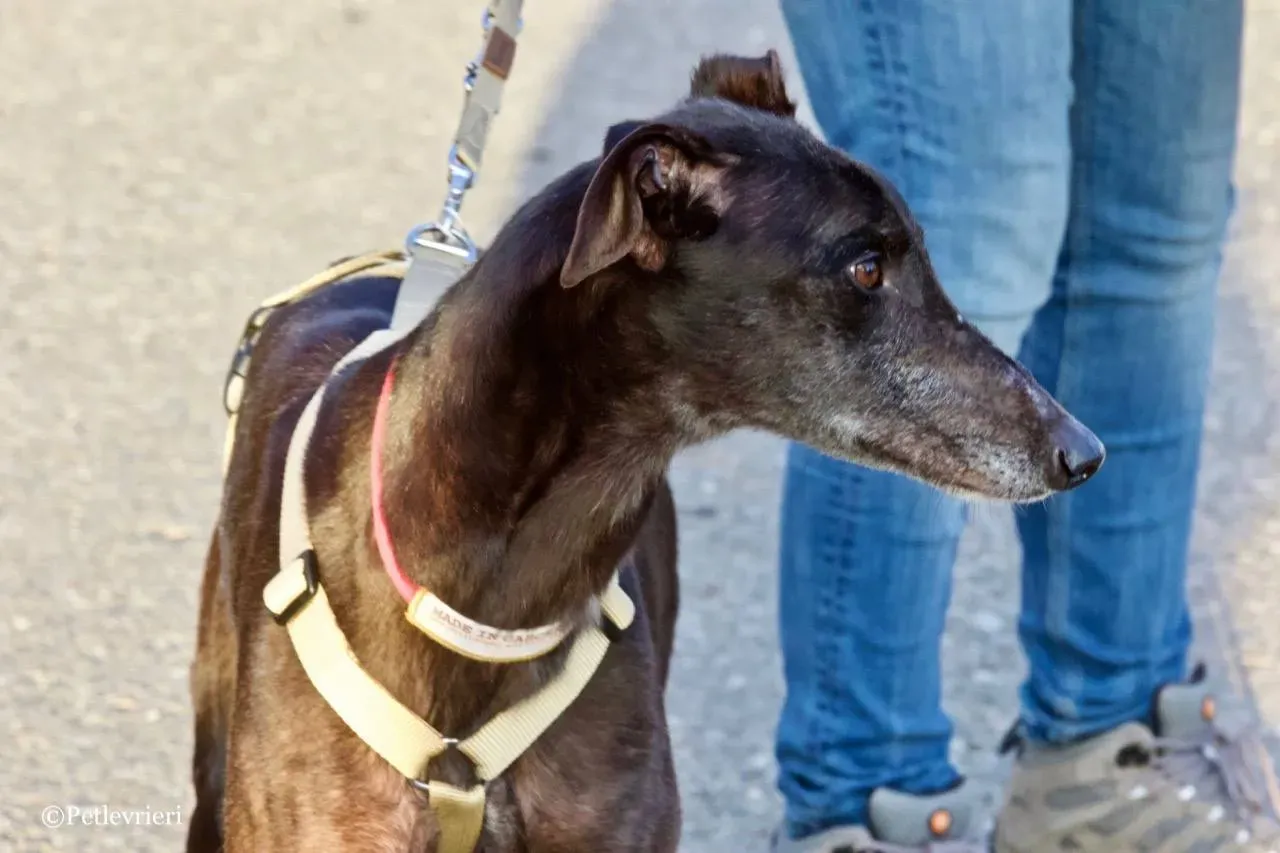 golden signify adozione greyhound macao 14