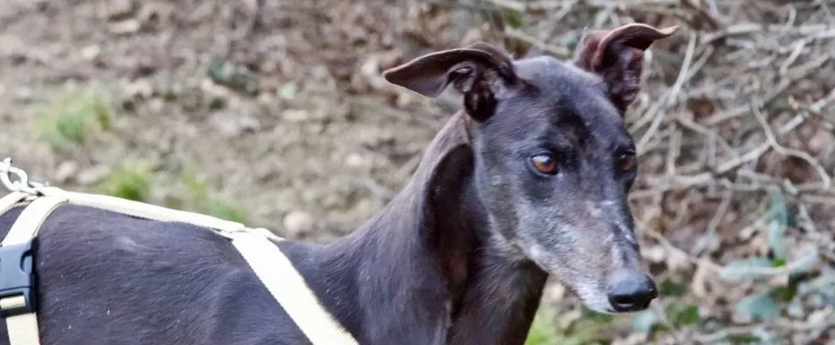 golden signify adozione greyhound macao 2 e1551358068833